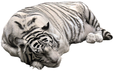 White Tiger Photos PNG Images