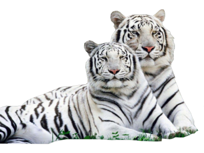 White Tiger Images PNG PNG Images