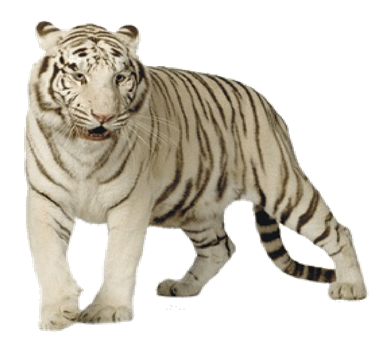 White Tiger Transparent PNG Images
