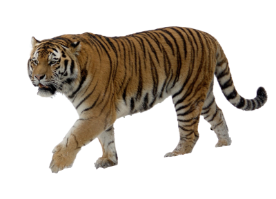 White Tiger Background PNG Images