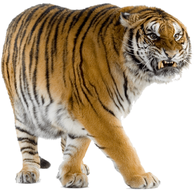 Download WHITE TIGER Free PNG transparent image and clipart
