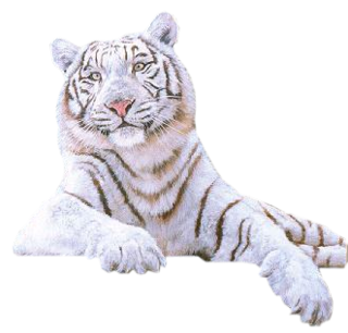 White Tiger Amazing Image Download PNG Images