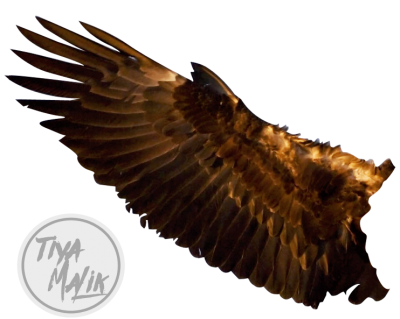 Eagle Wings Picture PNG Images