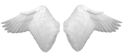 White Wings Pictures PNG Images