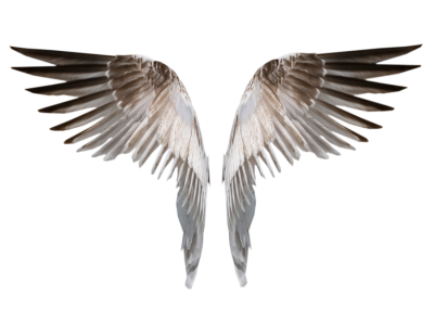 Wings Icon PNG Images