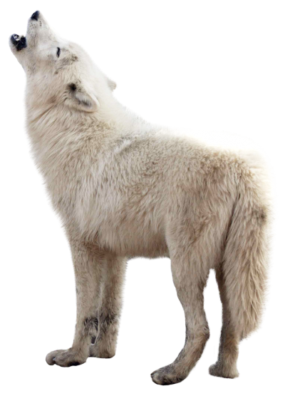 Wolf HD Image PNG Images