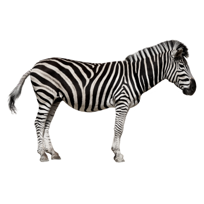 Zebra Cut Out PNG Images