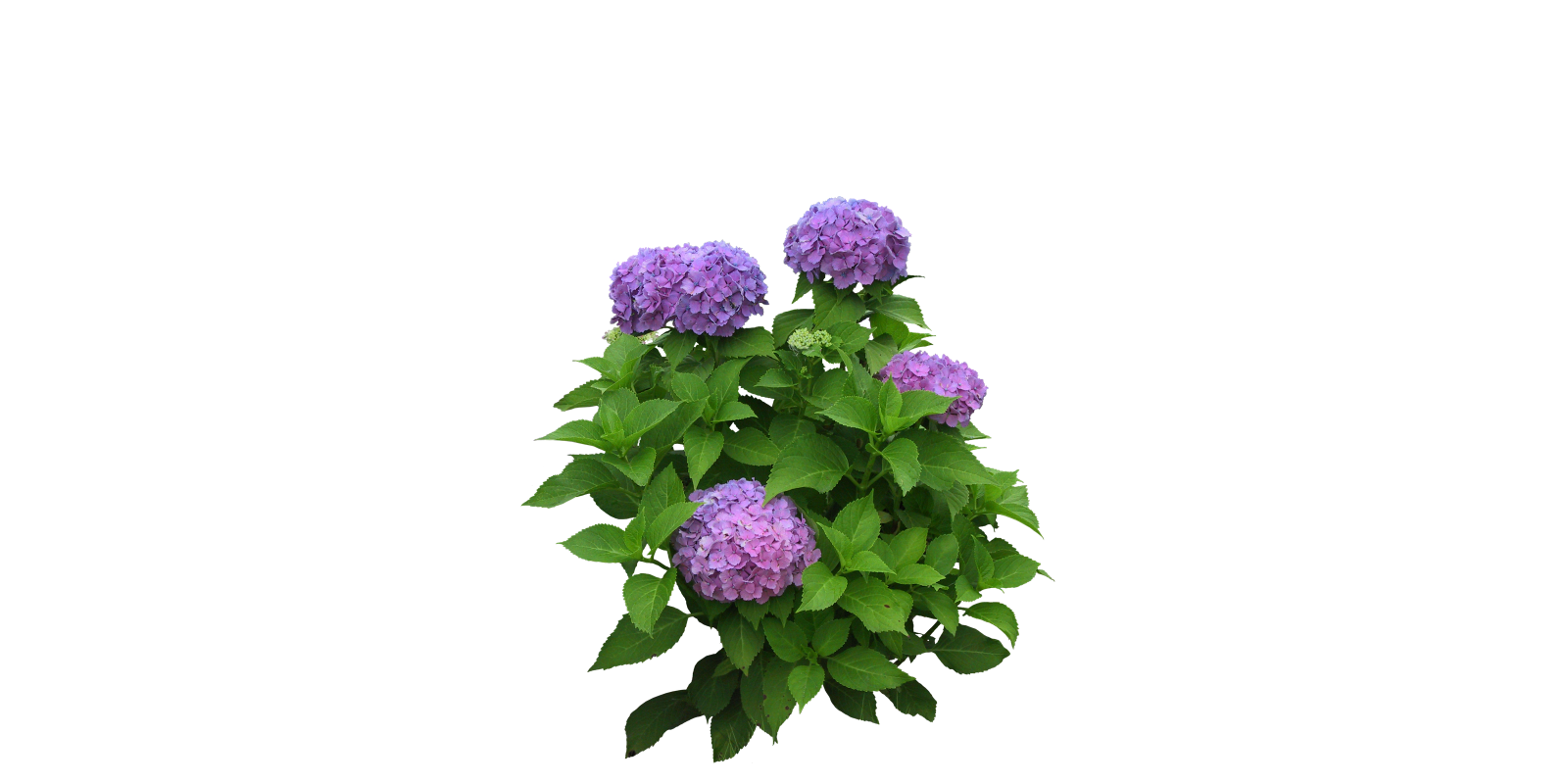 Purple Flower, Art PNG Transparent Background 1600x800px - Filesize