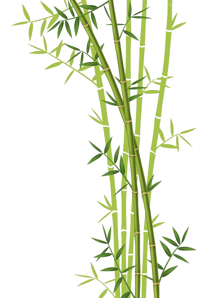 Bamboo Plants Clipart Image PNG Transparent Background 661x1000px