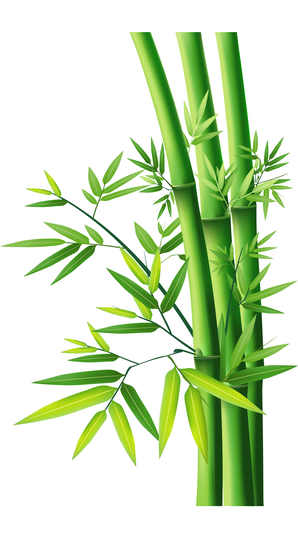 Green Bamboo Tree Clipart Image, Hard, Wood, Leaves Green PNG