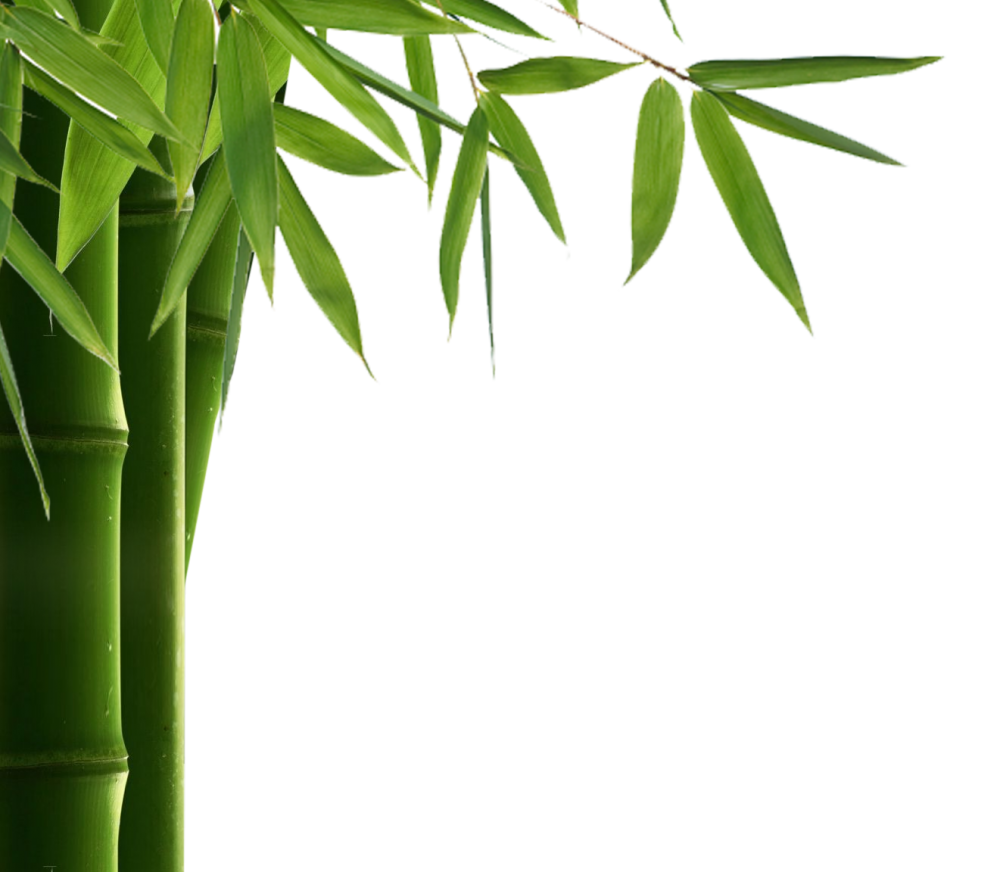 Thin Leaved Bamboo Painting Hd, Durable, Bamboo, Sunlight, Fertilizer ...