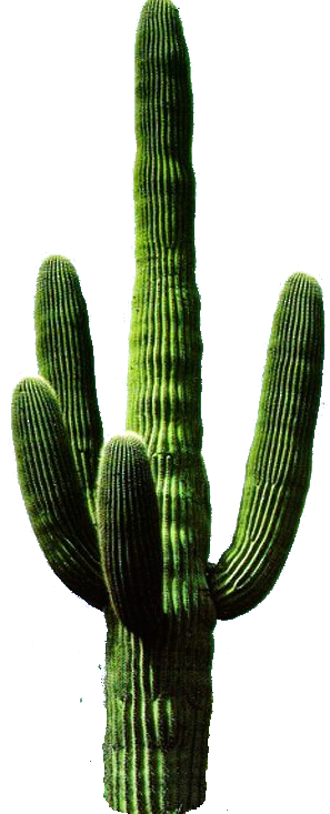 Cactus Free PNG Transparent Background 297x733px - Filesize: 236304kb ...