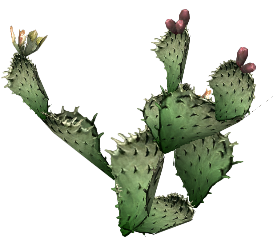 Cactus Clipart Photos PNG Transparent Background 900x800px - Filesize ...