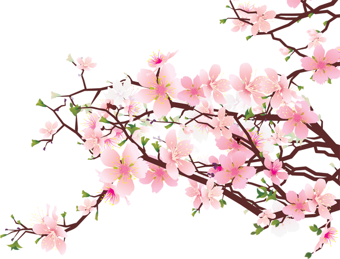 Cherry Blossom Hd Image PNG Transparent Background 675x514px - Filesize ...