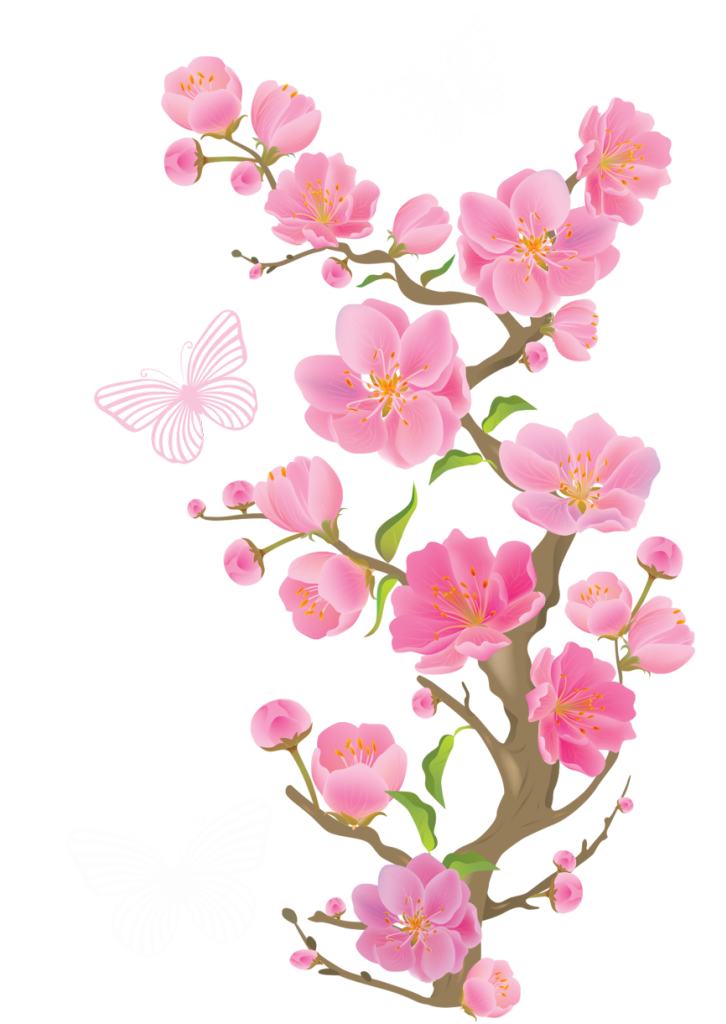 Cherry Blossom Free PNG Transparent Background 726x1024px - Filesize ...