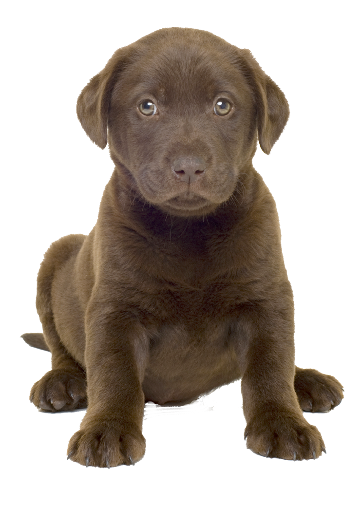 Cute Dog Best PNG Transparent Background 741x1041px - Filesize ...
