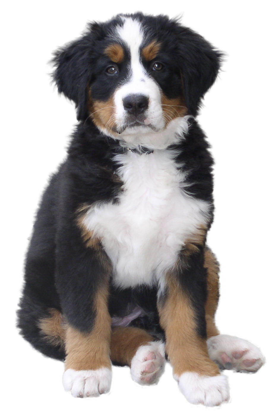 Cute Dog Clipart PNG Transparent Background 933x1386px - Filesize ...