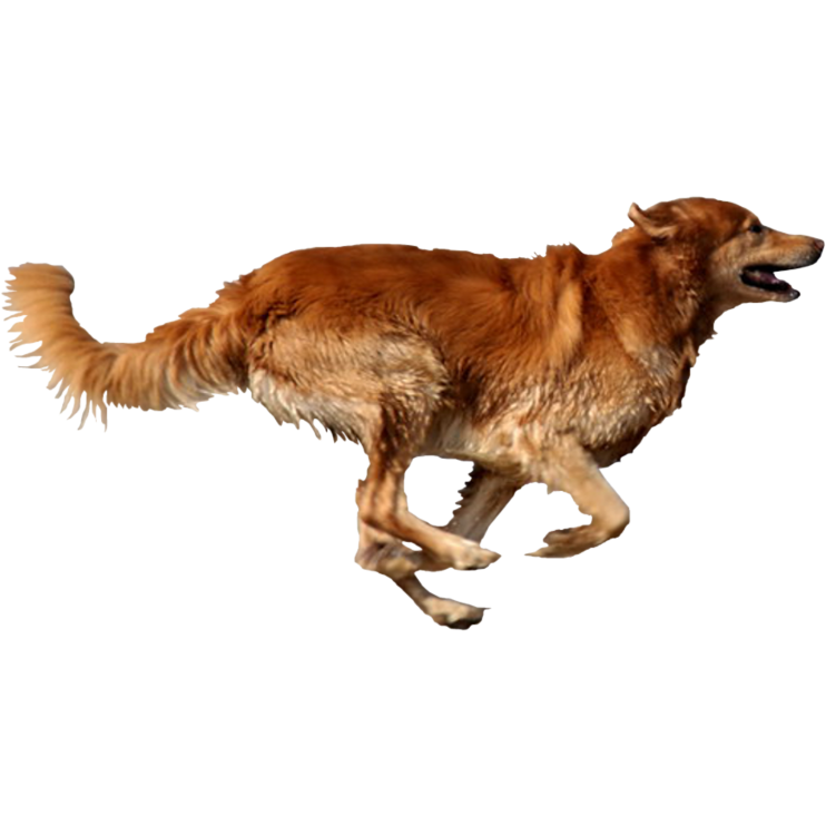 Running Dog Picture PNG Transparent Background 742x742px Filesize