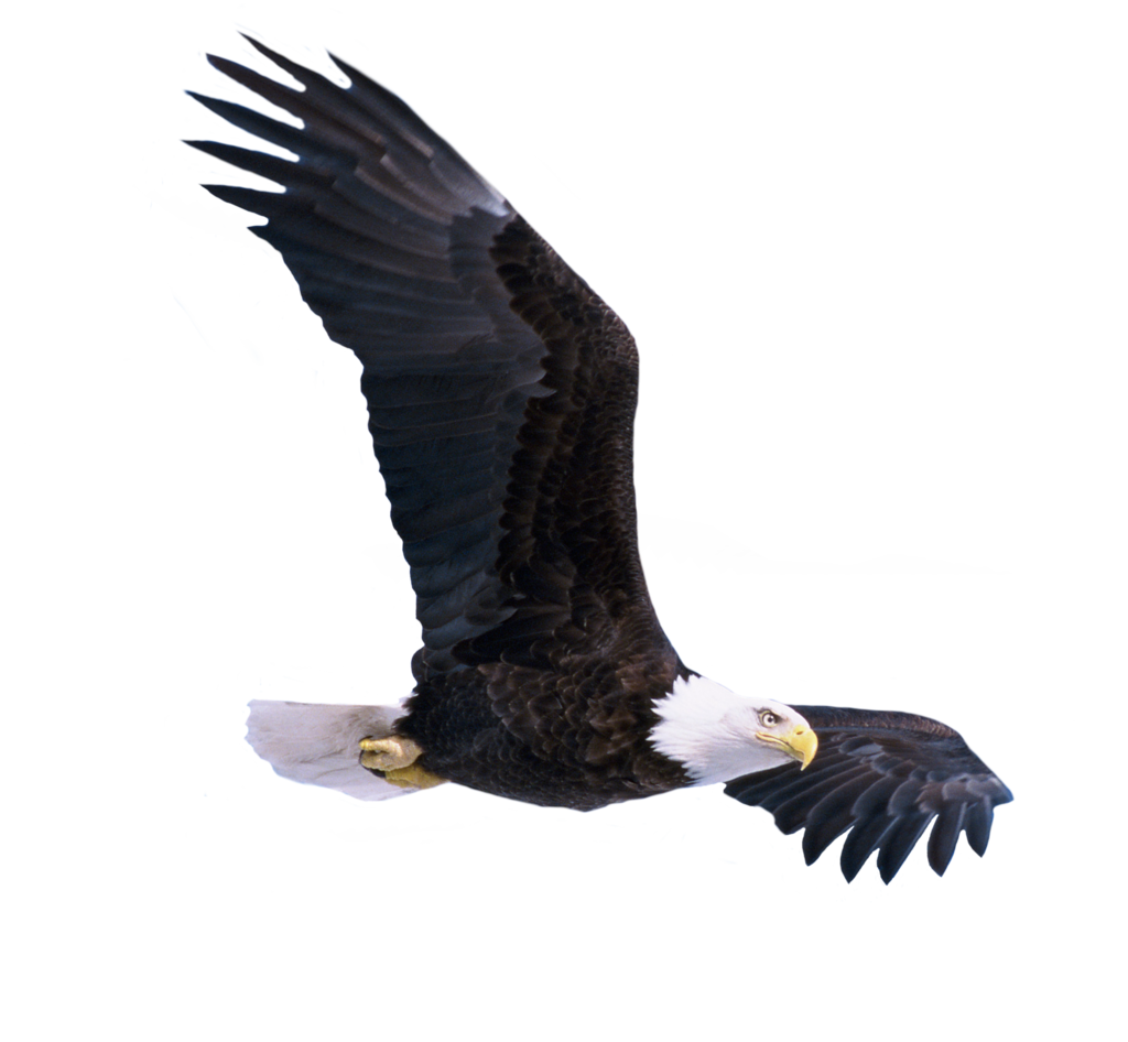 Eagle Free PNG Transparent Background 1024x946px - Filesize: 495795kb ...