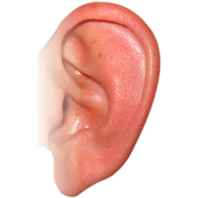 Ear PNG Vector Images with Transparent background - TransparentPNG