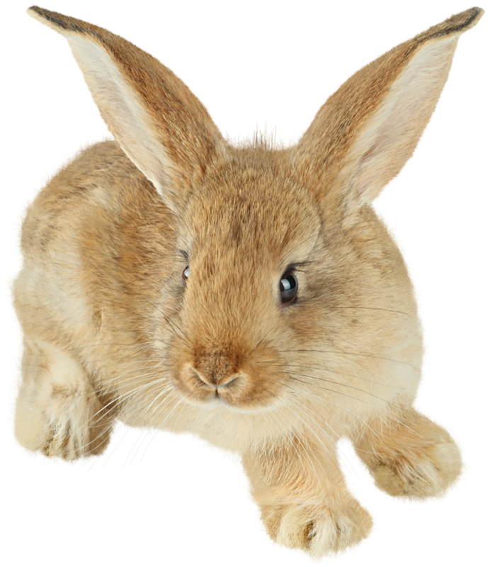 Easter Bunny Hd Image PNG Transparent Background 689x800px - Filesize ...