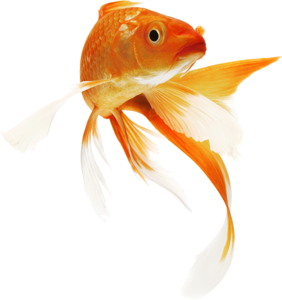 Fish Clipart Icon PNG Transparent Background 1135x1208px - Filesize