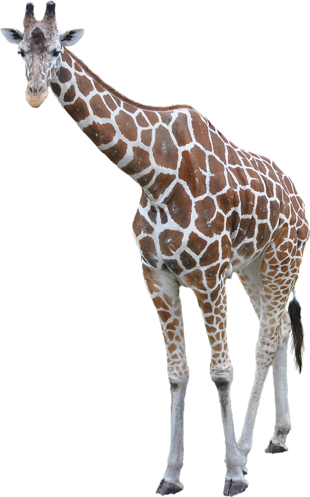 Bowed Giraffe Clipart PNG Transparent Background 450x720px - Filesize ...