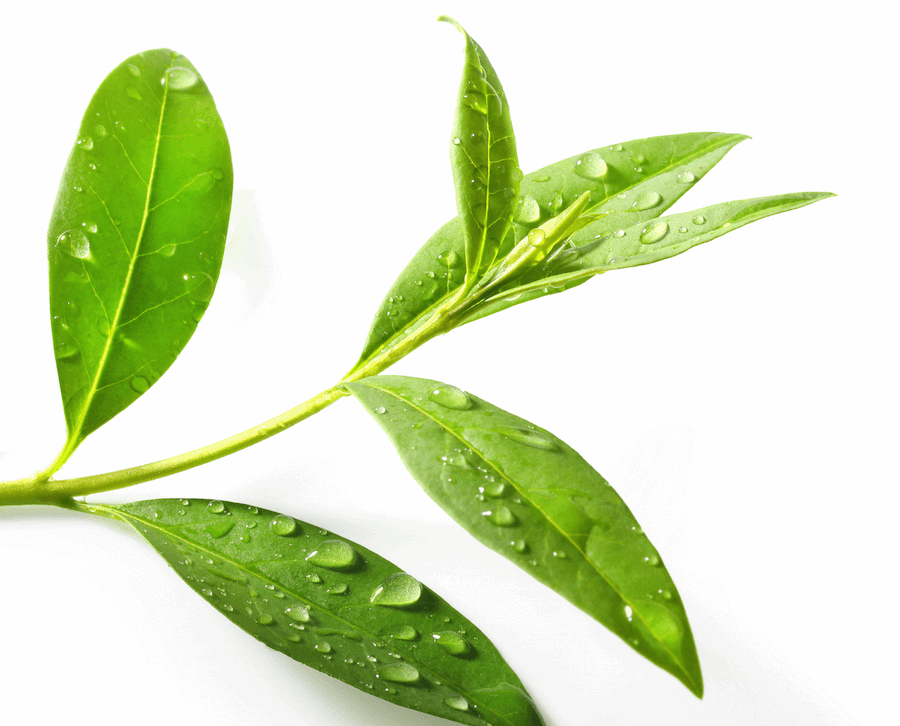 With Water Droplets Leaf Green Tea Free Download PNG Transparent Background 900x726px Filesize