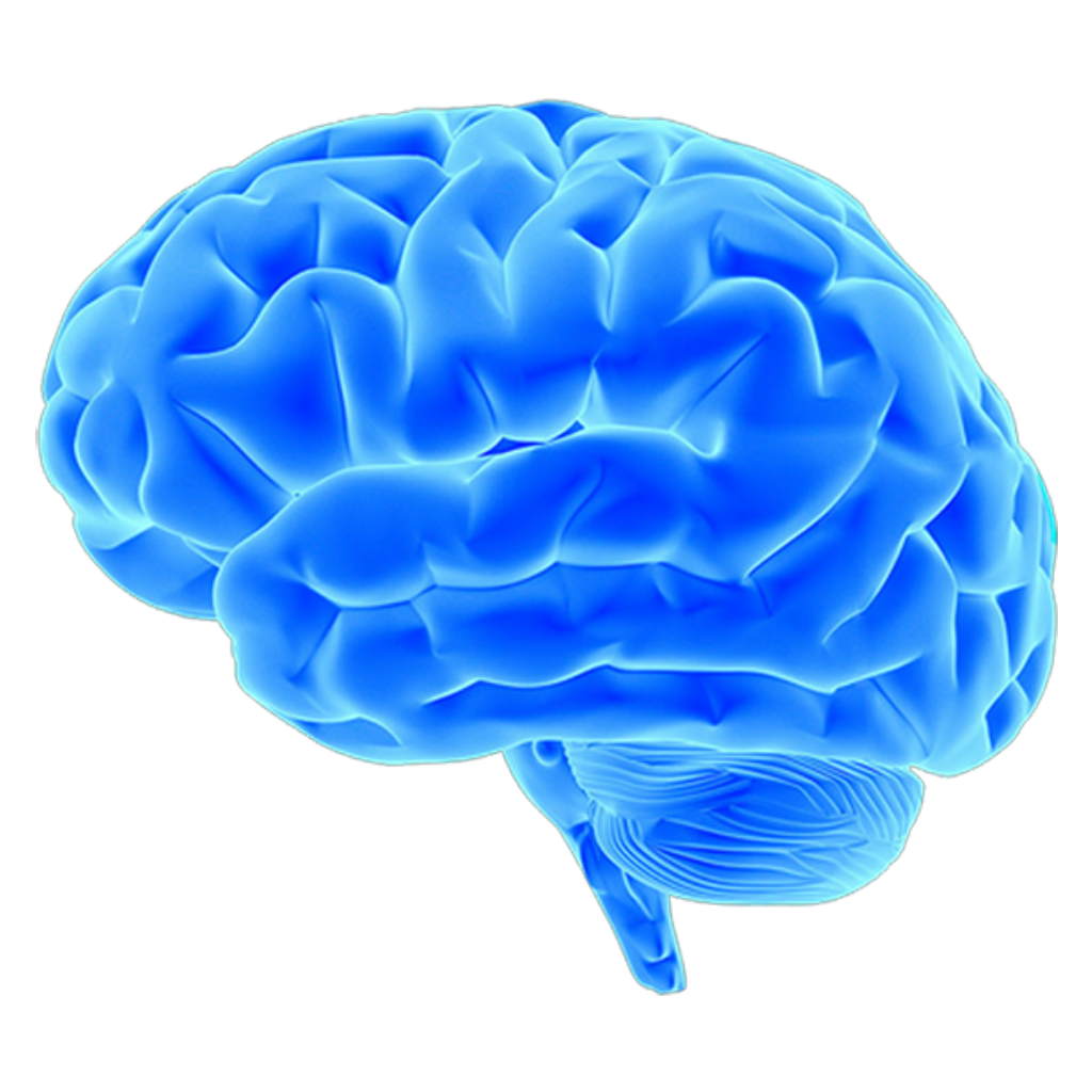 Blue Brain Image PNG Transparent Background 1024x1024px - Filesize