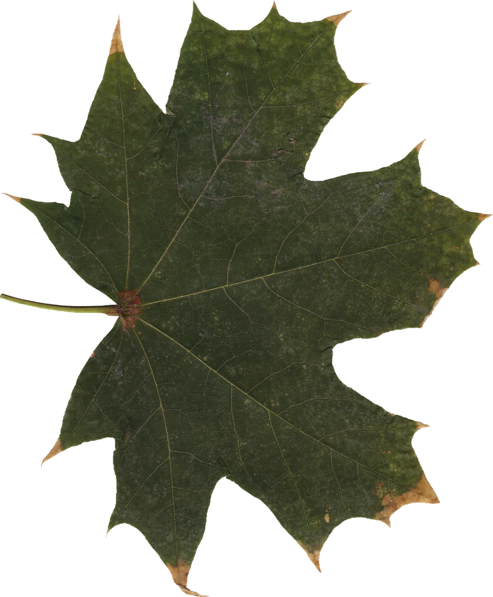 Leaf Free Download PNG Transparent Background 991x1200px - Filesize ...
