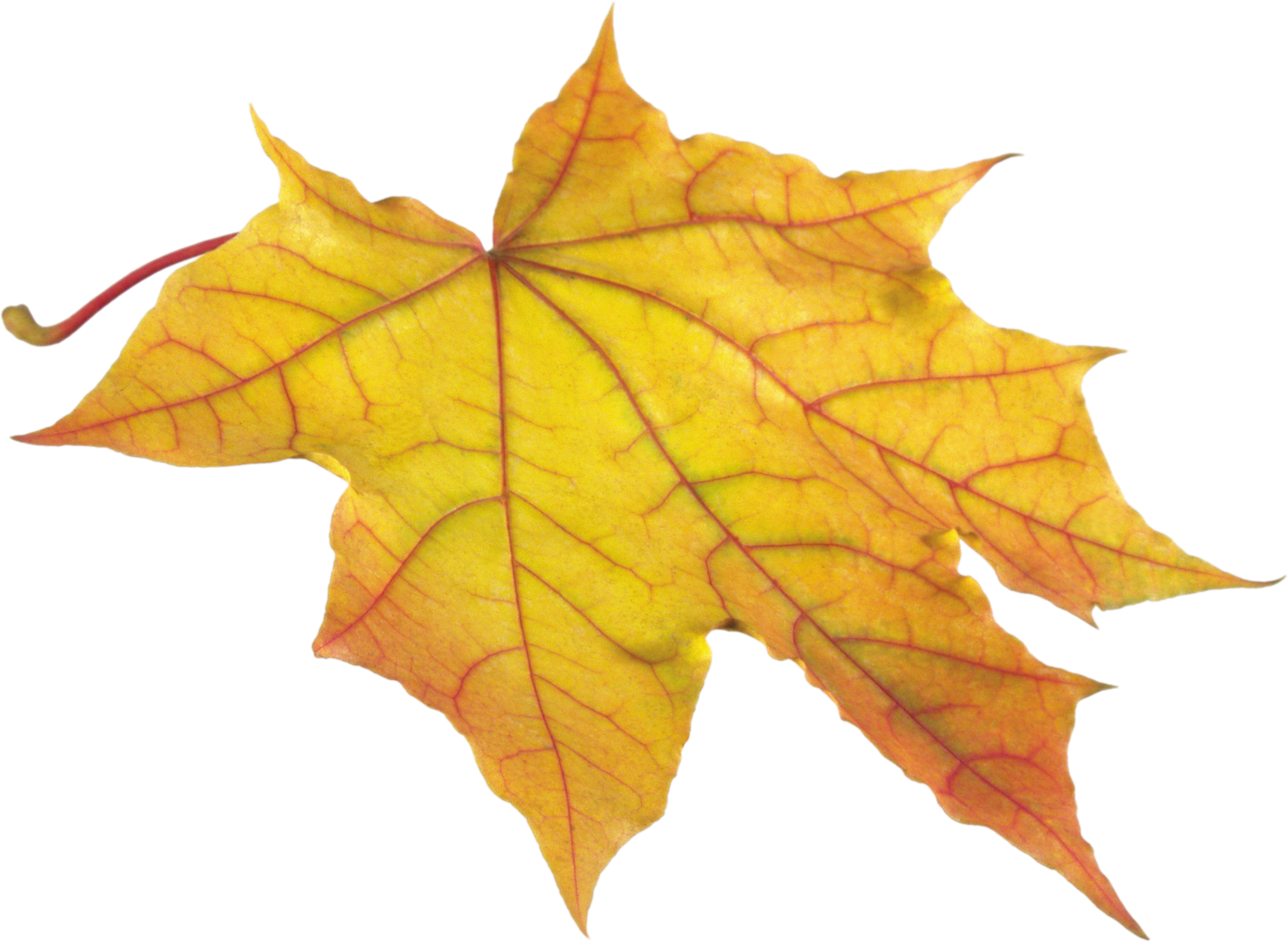 Autumn Leaves Free Download PNG Transparent Background 1024x928px ...