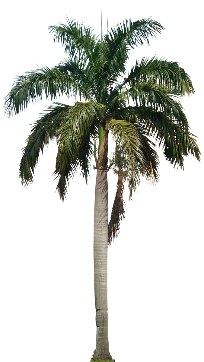 Palm Tree PNG Vector Images with Transparent background - TransparentPNG