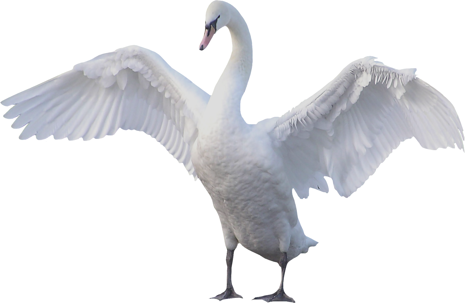Swan Images PNG Transparent Background 1946x1268px Filesize 864850kb