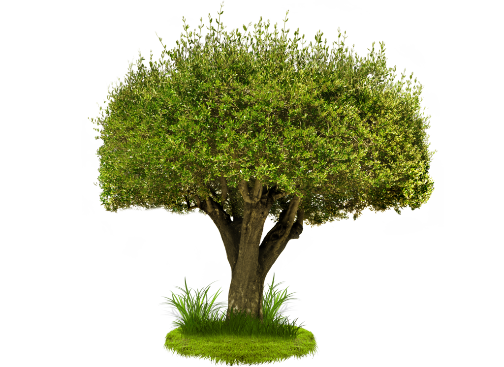 Hd Green Tree Image PNG Transparent Background 1024x746px - Filesize ...