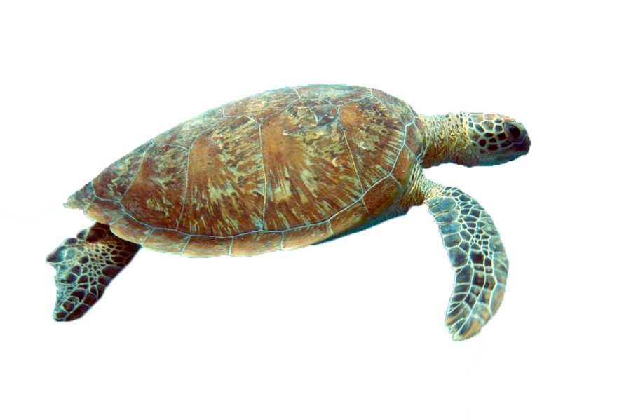 Sea Turtle Free PNG Transparent Background 900x599px - Filesize