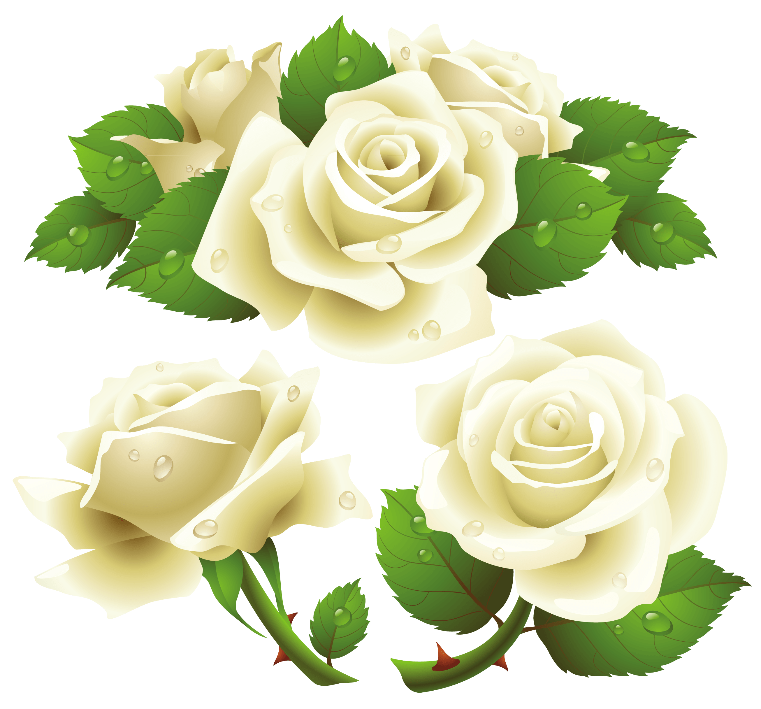 White Roses Cut White Rose Cut Out Flowers PNG Transparent Background 2611x2432px ...