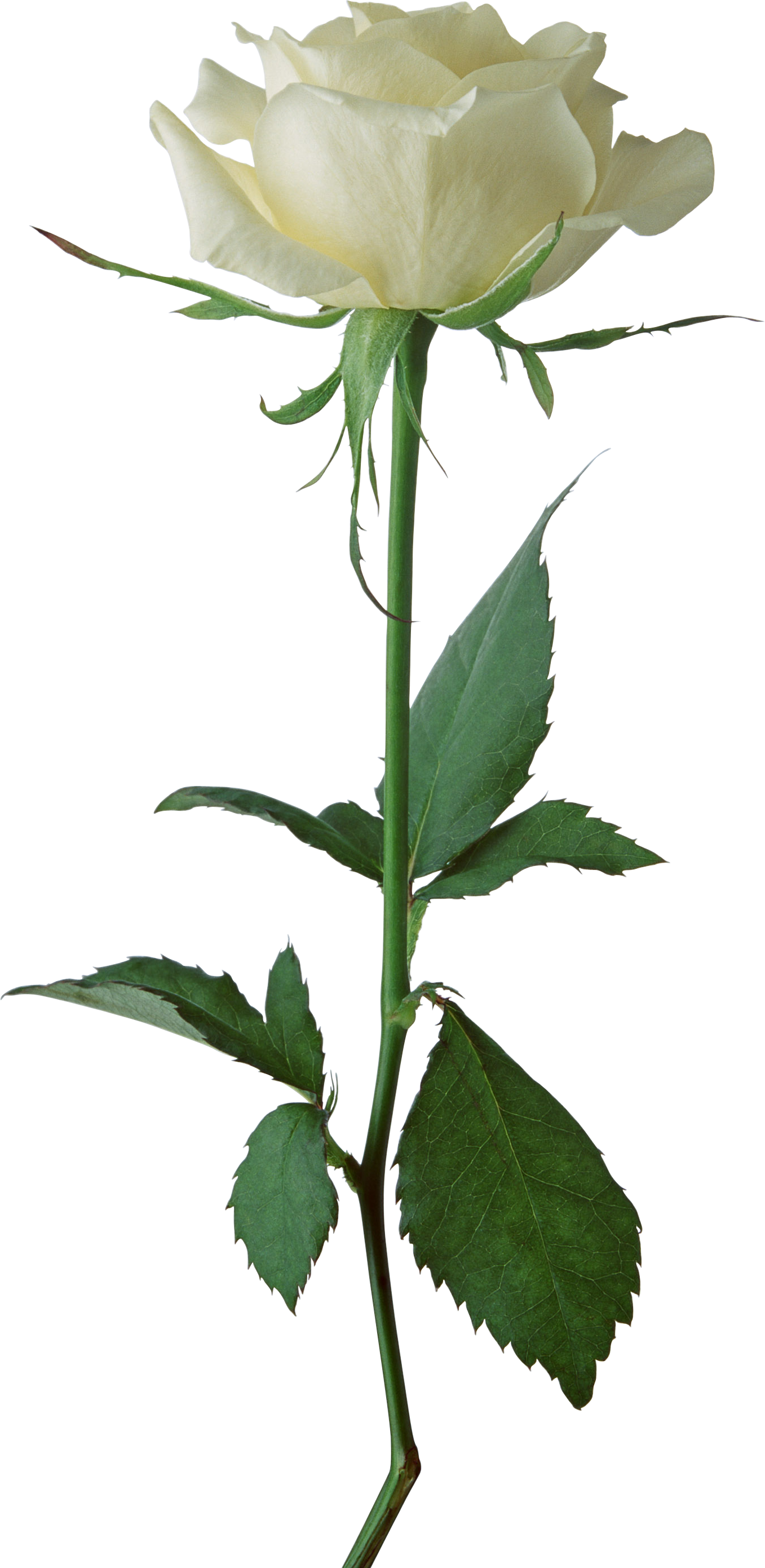 White Roses Cut White Rose Cut Out PNG Transparent Background 1357x2781px - Filesize ...