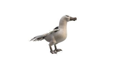 Albatross Picture Png Free PNG Images