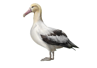 Albatross Bird Transparent PNG Image The PNG Side PNG Images