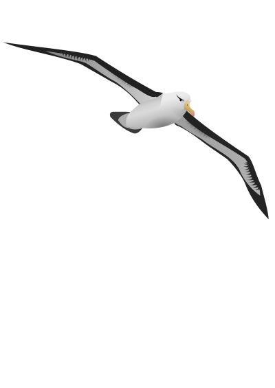 Albatross Transparent Clipart Download PNG Images