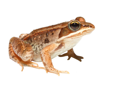 PNG Orange Amphibian Frog Image, Frog Skin, Poison Frogs, Fish PNG Images