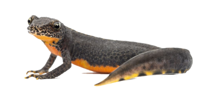 Big PNG Orange Frog Amphibian Black Patterned PNG Images
