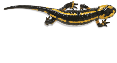 Salamander Tailed Frog Yellow Black Patterned Amphibian PNG Image , Reptile, Frog Fast PNG Images