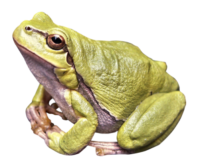 Green Naked Frog Amphibian Transparent, Land, Water, River Frog PNG Images