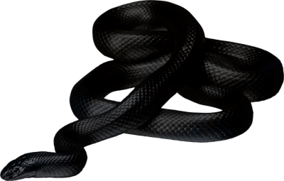 Download Transparent Black Anaconda, Black Snake PNG, Heavy Snake PNG Images
