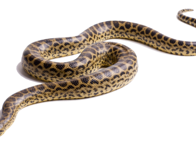 Anaconda Python Photo Download, Silent Killer, Breaker, Snake PNG Images