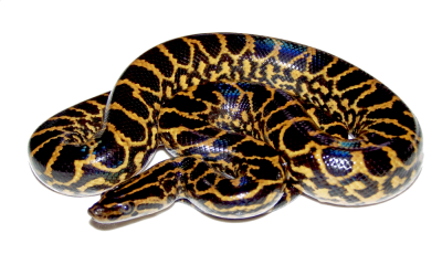 Patterned Black Anaconda Photo PNG, Poison, Poisonous, Sneaky PNG Images