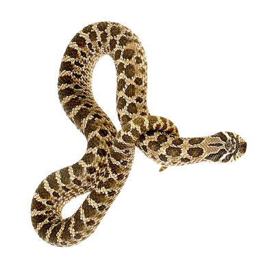 HD Leopard Spotted Anaconda Snakes, Killer, Kill PNG Images