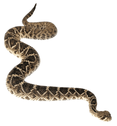 Image Of Anaconda Snake Creeping PNG, Brutal, Murder, Causing Death PNG Images