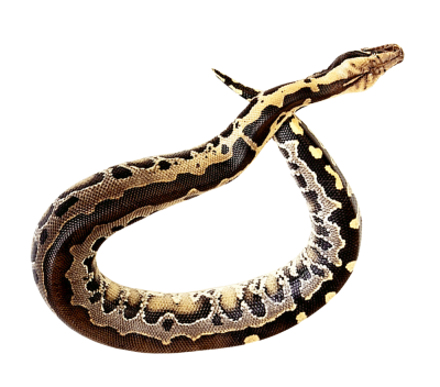Anaconda Transparent Image PNG Images
